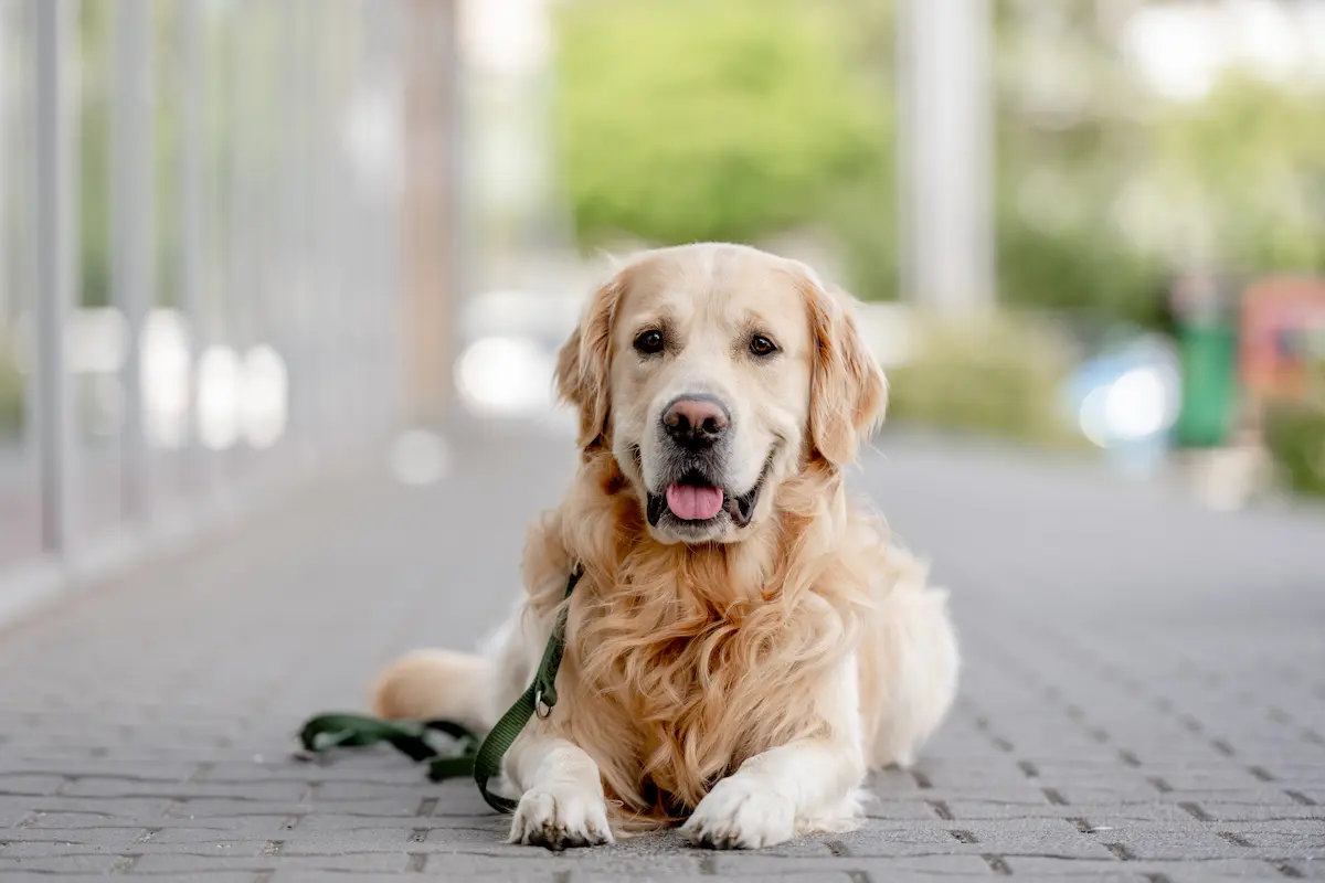 Dog training session