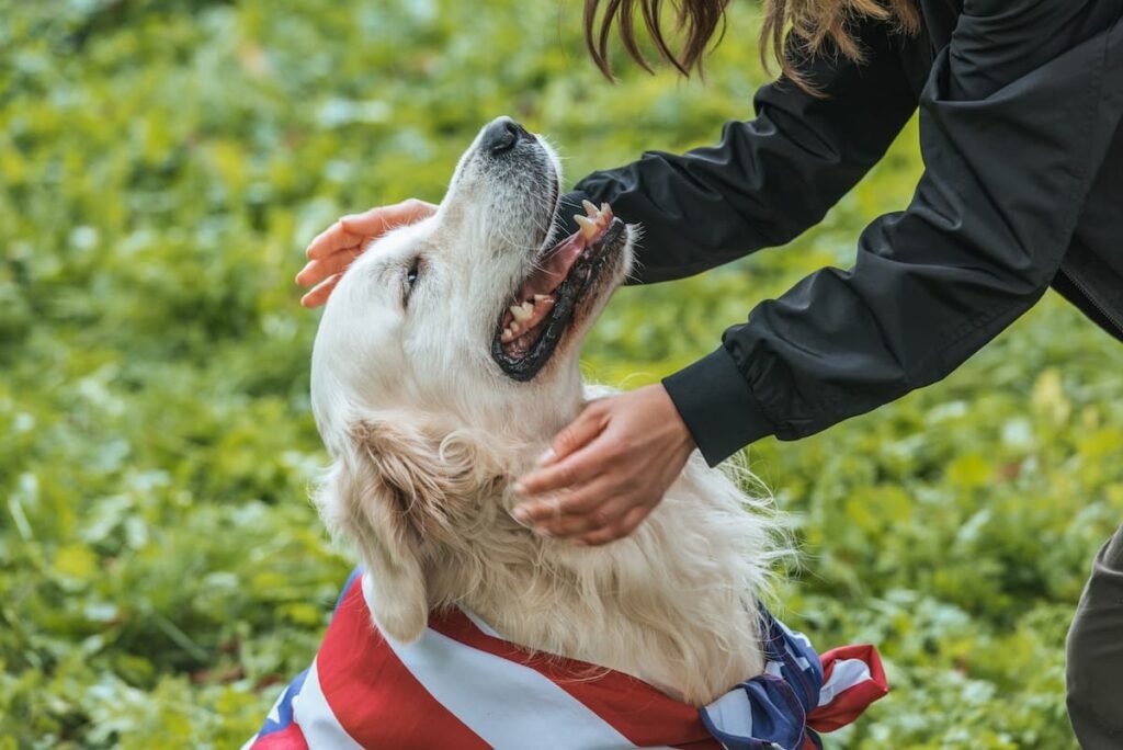 Golden retriever wrapped with American Flag with owner
