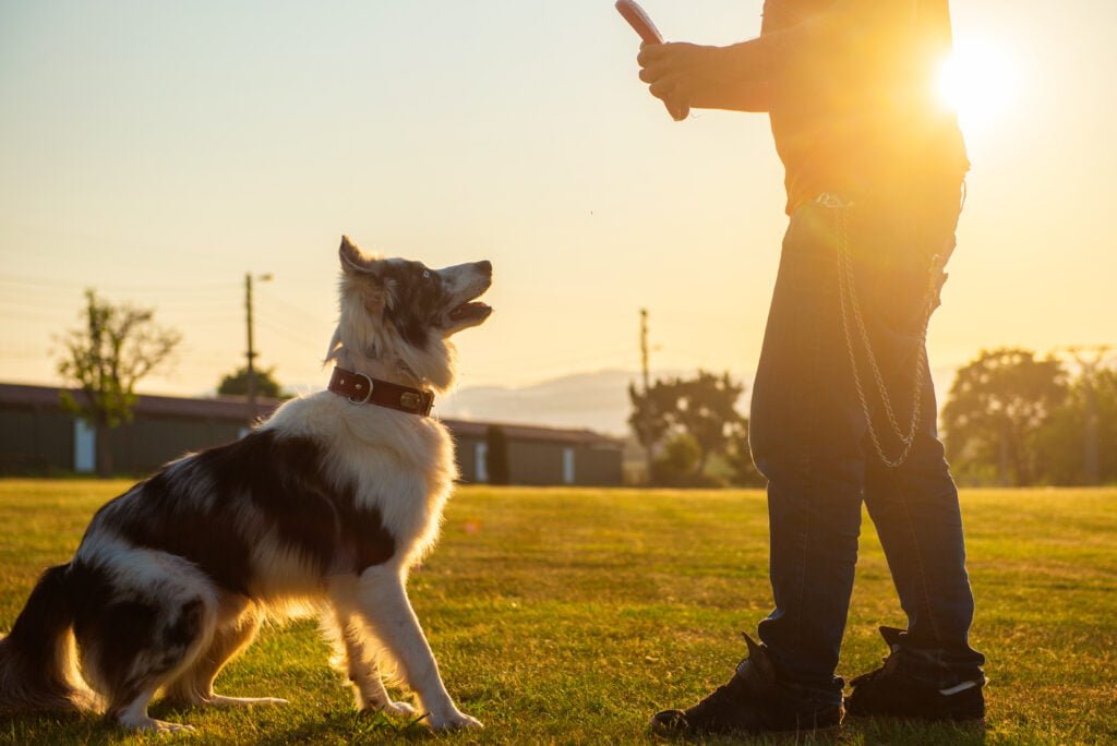 Unrecognizable man playing with his border collie dog outdoors on a sunny day.